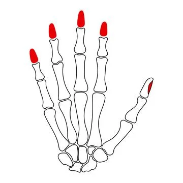 Human Hand Skeleton with Painted Red Fingernails Vector Illustration Stock Illustration