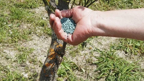 Human hand slow motion distribute chemical manure on the field,farm agriculture Stock Footage 129336113