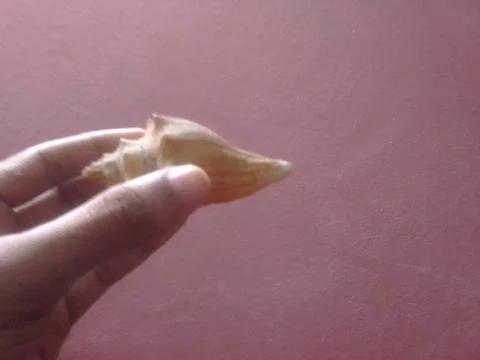 Human Hand with Snail Stock Photos