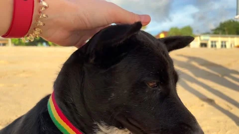 Human hand strokes black smiling dog on the beach, close-up. Friendship with pet 動画素材 201318045