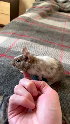 Rodent Chilean degu squirrel examined Stock Video Pond5