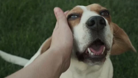 A human hand strokes the face of dog Stock Footage 157471048