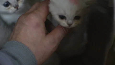 A human hand strokes small white kittens. Stock Footage 122526801