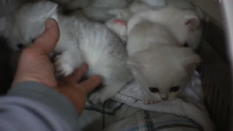 A human hand strokes small white kittens. Stock Footage 122526830