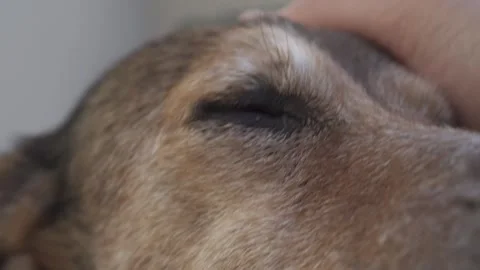 A human hand stroking a cute brown dog. Stock Footage 240855654
