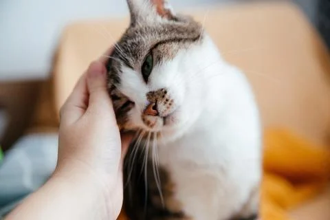 Human hand stroking a gray cat close up. Stock Photos