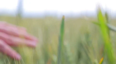 Human hand stroking the stems of wheat. The hand of man on the wheat. Stock Footage 53265180