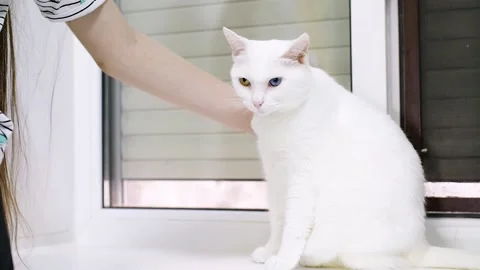 Human hand stroking white cat with green and blue eyes on windowsill Stock Footage 219866002
