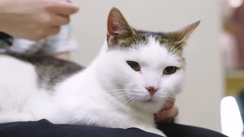 Human hand stroking white cat sitting on lap Stock Footage 219866440