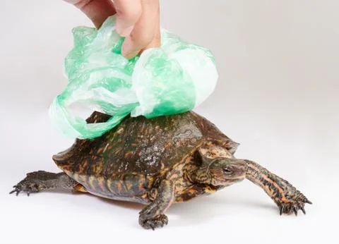 Human hand take plastic bag from turtle Stock Photos