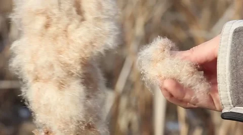 Human hand takes the fluff from dried cattail flower, closeup Stockbeeldmateriaal 43306411