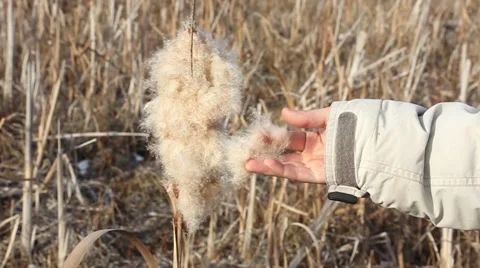Human hand takes the fluff from ripened and dried cattail flower Stockbeeldmateriaal 43306381
