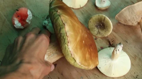 Human hand takes one of edible mushrooms, first-person view Video stock 53536052