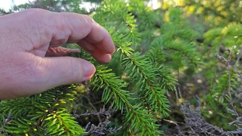 Human hand tenderly touching fresh green pine needles on a swaying branch Stock-Footage 345449988