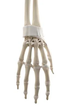 Human hand tendons, artwork Illustrazione stock