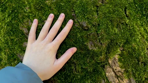 Human hand touch moss covered tree trunk. People nature connection Stock Footage 308628331