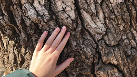 Human hand touch tree trunk. People and nature connection concept. Stock Footage 308628272