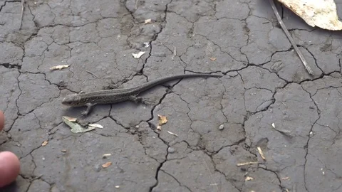 The human hand touches the muzzle of a small lizard,and then she runs away Stock-Footage 80069615