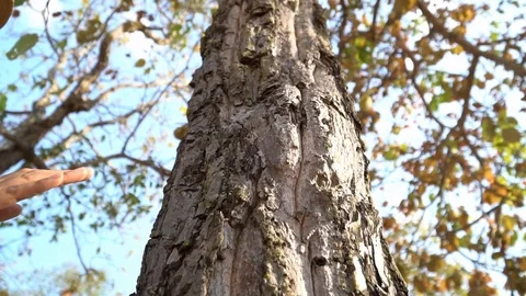 Human hand touching a big tree care and protect environment . Video stock 116586221