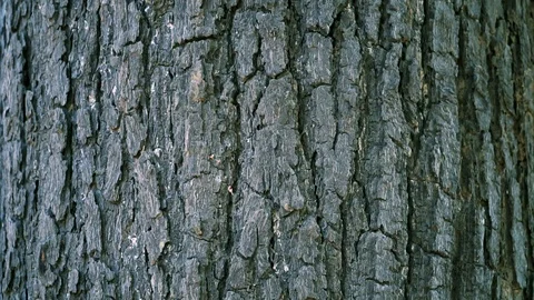 Human hand touching a big tree care and protect environment and save the world. Video stock 116586283