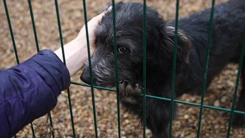 Human Hand Is Touching Dog Through Fence. Adoption And Volunteering Concept. Stock Footage 99910173