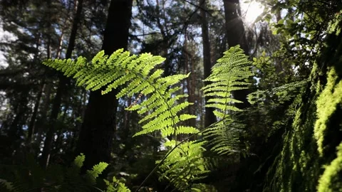 Human hand touching leaf of fern Stock Footage 138517233