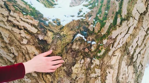 Human hand touching old tree trunk close-up Female arm fingers stroking oak tree Stock Footage 234725648