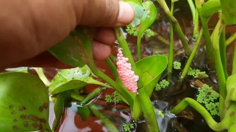 Human Hand Touching Pink Snail Eggs on Water Hyacinth Stem in Pond Stock Footage 337952769