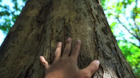 Human Hand Touching Rough Textured Bark Of Large Old Tree In Sunlit Forest .. Stock Footage 340454153