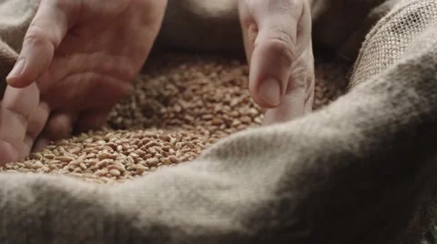 Human hand touching selected grain Golden wheat in slow motion Stock Footage 61204677