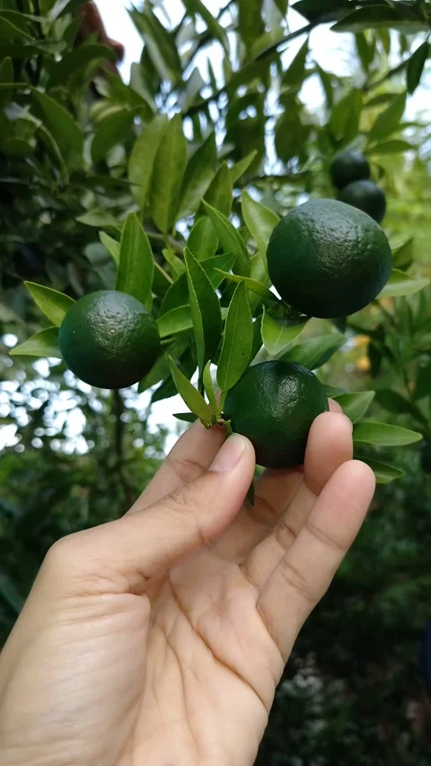 Human hand touching smooth, dimpled dark green citrus fruit Stock Footage 332760733