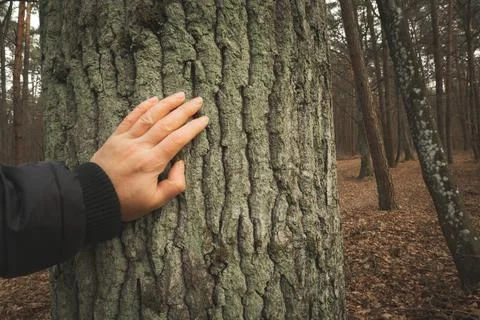 A human hand touching the trunk of a thick tree Stock Photos
