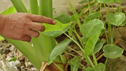 Human hand touching young green taro plant leaves growing lushly in an outd.. Stock Footage 325108618