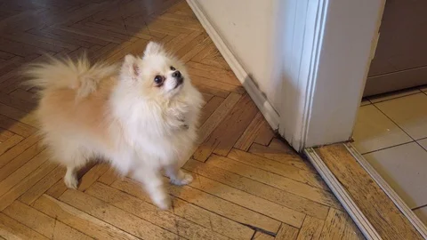 Human Hand Treating Small Cute Dog Stock Footage 111681419