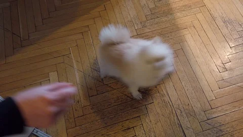 Human Hand Treating Small Cute Dog Stock Footage 111681599