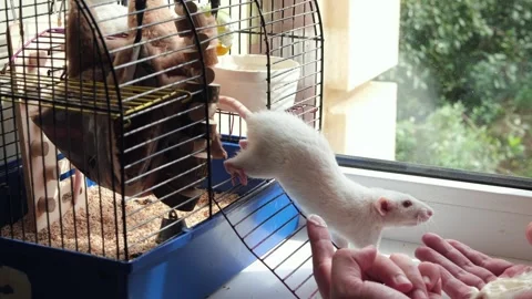 Human hand trying to feed two white rats in the cage Stock Footage 247949995