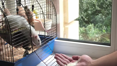 Human hand trying to feed two white rats in the cage Stock Footage 247950021