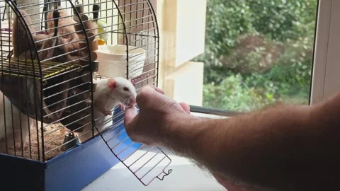 Human hand trying to feed two white rats in the cage Stock Footage 248123628