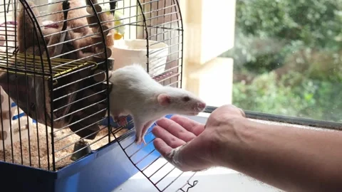 Human hand trying to feed two white rats in the cage Stock Footage 248782197