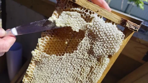 Human hand uses uncapping knife to remove wax capping from natural honeycomb Stockbeeldmateriaal 342922084