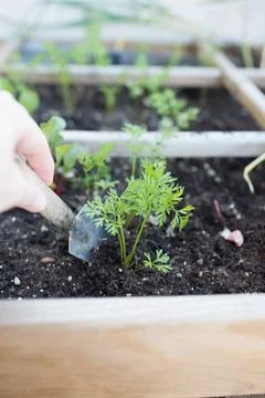 Human hand using a hand shovel in growing table with carrots Stock Photos