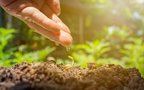 Human hand with water drop reflection is drops into the seedlings and snail. Stock Photos