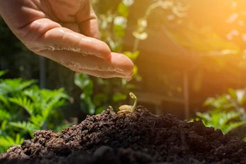 Human hand with water drop reflection is drops into the seedlings. Stock Photos