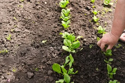 Human hand weeding garden bed with young spinach plants in spring. Hand car.. Stock Photos