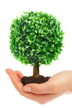 Human hands and tree Stock Photos