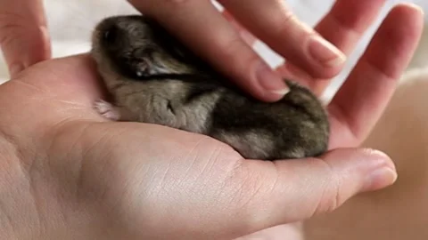 Human hands are stroking a small djungarian hamster. Stock Footage 239778842