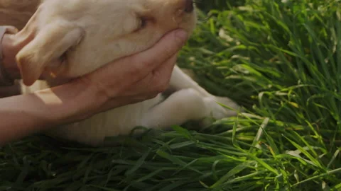 Human hands caressing a dog's head in a sign of love and friendship. Love for Stock Footage 258318878