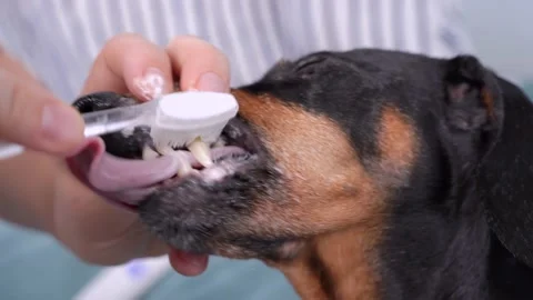 Human hands clean fangs of cute black and tan dachshund with silicone bristle Video stock 134695988