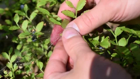 Human hands collecting bilberry Stock Footage 77495937