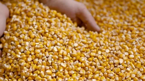 Human hands with corn grains Garden nature. slow motion, Holding corn seeds i Video stock 270464016